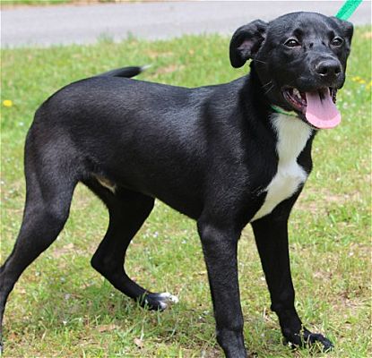 The PAHS Pet of the Week is Mateo! Adorable, loves Kids and other dogs