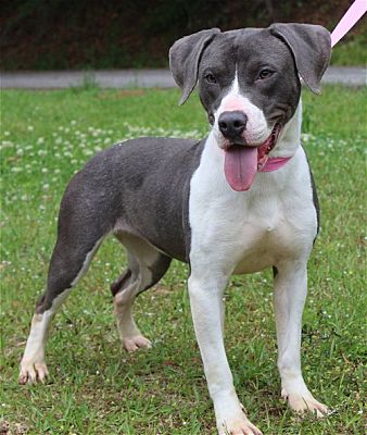 PAHS Pet of the Week: Meet Saber!