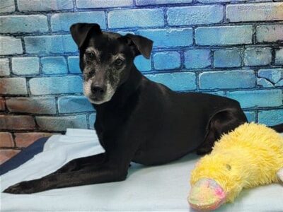 Meet Sydney, the HSEC Pet of the Week!