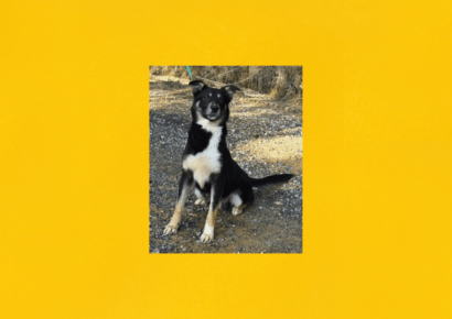 Elmore County Pet of the Week