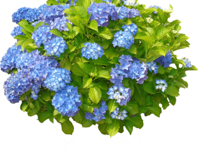 Hydrangea Fest at AWF to feature Plant Sale June 1