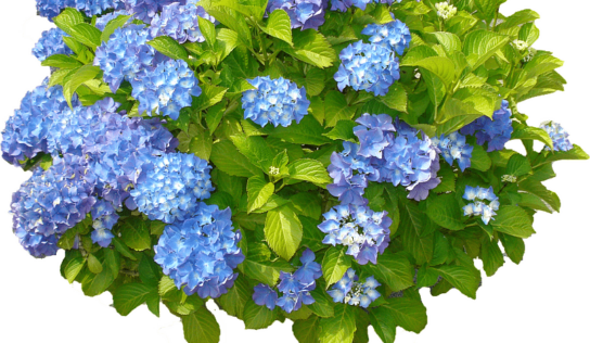 Hydrangea Fest at AWF to feature Plant Sale June 1
