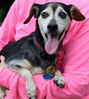 Check out Nesbit! He is the PAHS Pet of the Week