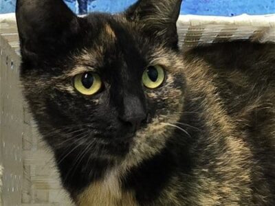 Sisters Serena and Venus are at HSEC waiting for a loving home