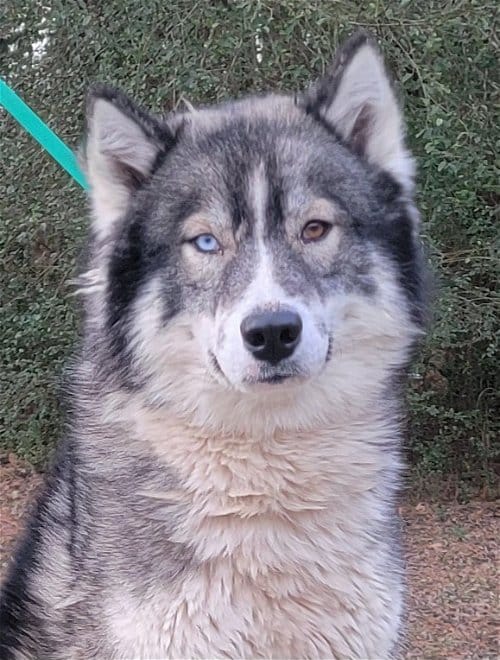 HSEC Pets of the Week: Zeus and Hera Make a Great Pair