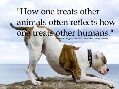 Be Kind to Animals – This Week and every day after