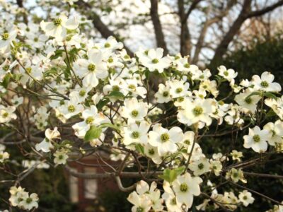 Iconic Alabama Dogwood trees are on the decline; here are some tips