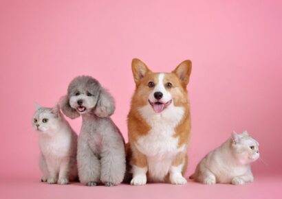 Choosing a Shelter Over Free Homing