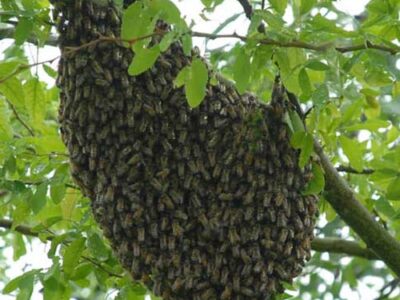 Africanized Honeybees Detected in Alabama