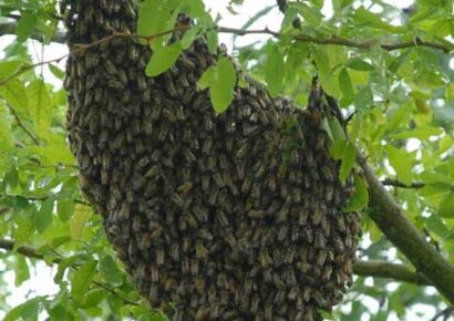 Africanized Honeybees Detected in Alabama