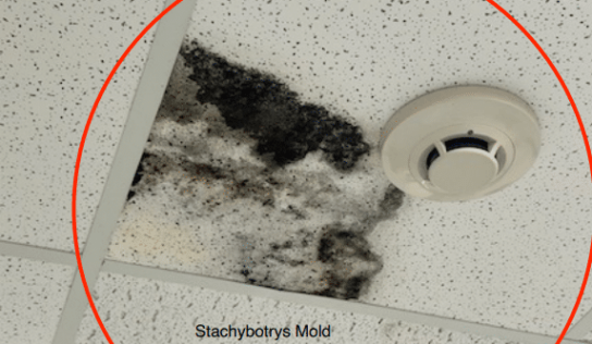 Two reports concerning handling of mold in Autauga Jail presented