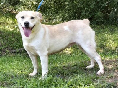 Bunny is the HSEC Pet of the Week! Very affectionate