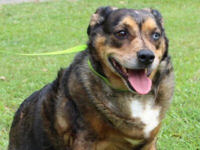 Meet Lucy, the PAHS Pet of the Week