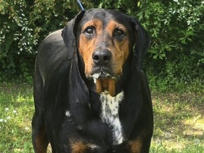 Humane Society of Elmore County Pet of the Week – Percy