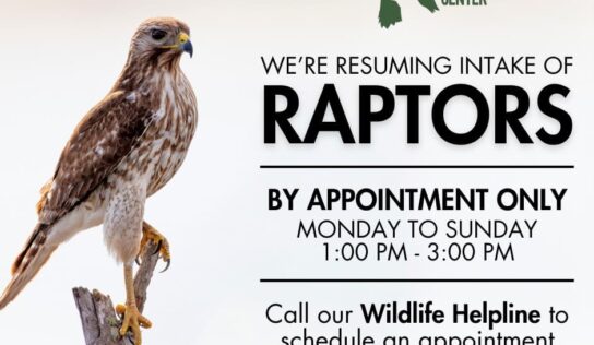 Alabama Wildlife Center now offering care to injured Raptors