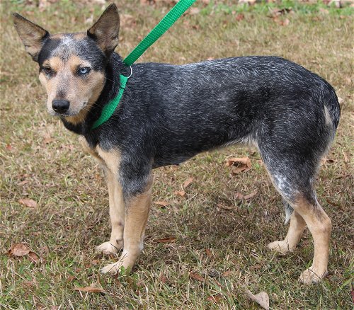 Sandy is the PAHS Pet of the Week!