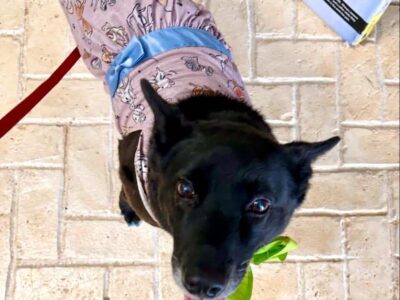 It is ‘Yappy Barkday Pawty fundraiser’ Week