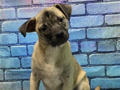 Jaime is a talkative girl, and waiting for a home at HSEC