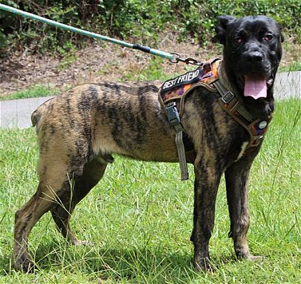 Blaze is the PAHS Pet of the Week!