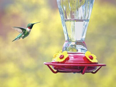 Fall Hummingbird Feeder Etiquette Deters Wasps and Bees