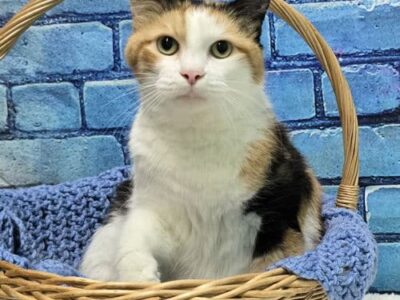 Princess is waiting at HSEC for her purrfect family