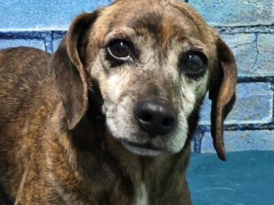 HSEC Pet of the Week – Lovely Luna is a senior lady, but has a lot of love to give