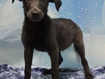 Walker is the HSEC Pet of the Week! Playful and loveable