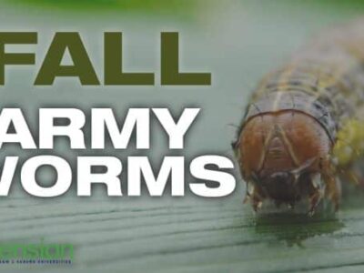 Fall Armyworm outbreak in Alabama