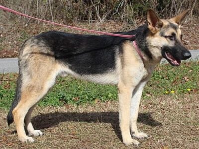 Deommodore is a beautiful German Shepherd and PAHS Pet of the Week
