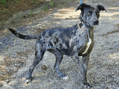 The Humane Society of Elmore County Pet of the Week is Arrow