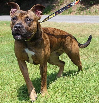 Blanche is a Pit/Boxer mix and waiting for a family at PAHS