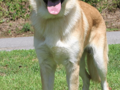 This PAHS Pet of the Week is Dexter