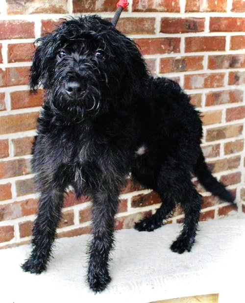 Liam is the PAHS Pet of the Week! He needs a loyal owner