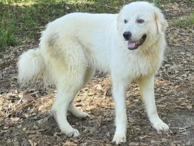 HSEC Pet of the Week: Meet Bear!