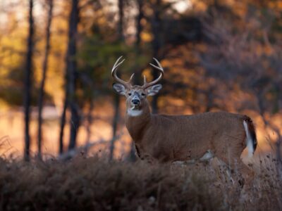 All or Nothing: Managing White-Tailed Deer Predators in the Southeast