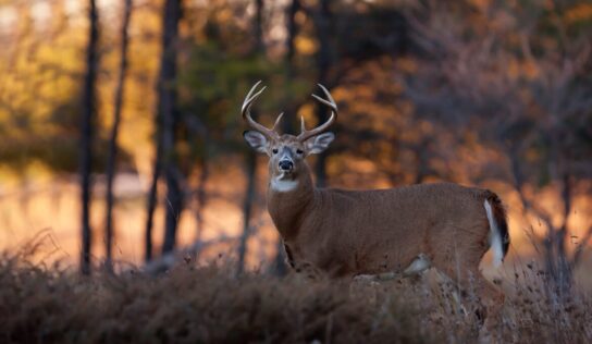 All or Nothing: Managing White-Tailed Deer Predators in the Southeast