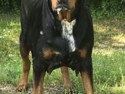 Percy was well-loved, but needs a new family