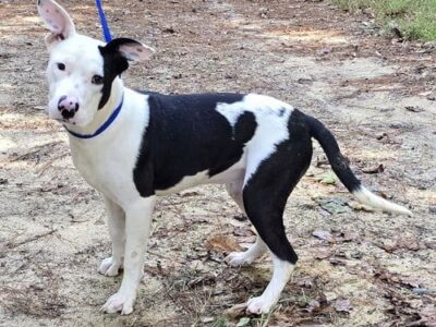 Jimbo is the HSEC Pet of the Week