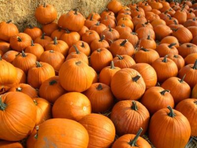 Keep your pumpkins looking magical