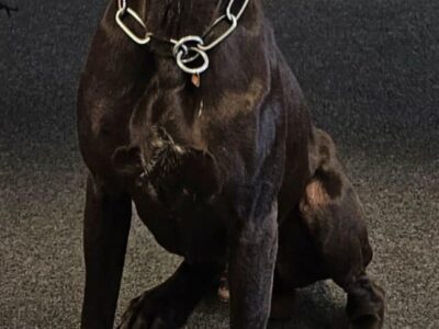 Tallassee PD K9 Blek to receive donation of body armor