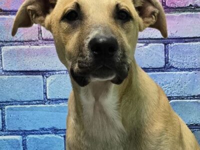 HSEC Pet of the Week is Tank! Adorable, sweet and loving