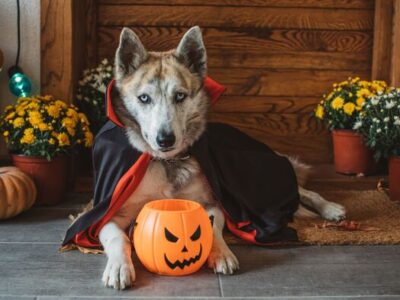 HSEC News: Include your Pets when it comes to Halloween Safety plan