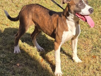 Beetlejuice Beetlejuice Beetlejuice is the pet of the week