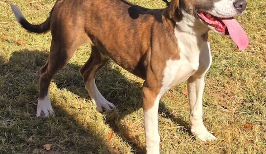 Beetlejuice Beetlejuice Beetlejuice is the pet of the week