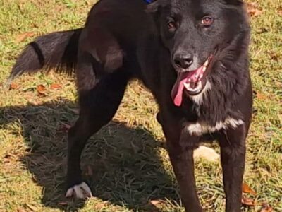 Annabelle is the HSEC Pet of the Week, loves squeeky toys