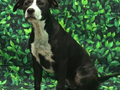 HSEC Pet of the Week is Baby Girl; Love toys, attention