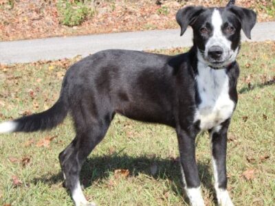 PAHS Pet of the Week: Martha was a stray but a gentle, beautiful dog