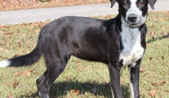 PAHS Pet of the Week: Martha was a stray but a gentle, beautiful dog