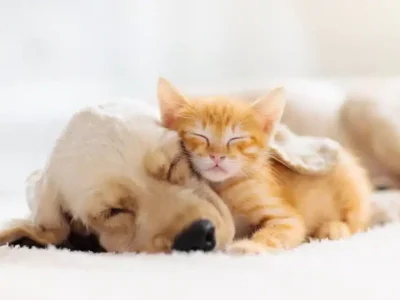 Prattville Autauga Humane Society Needs Your Help