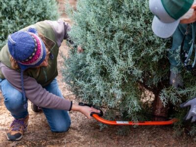 Holiday cheer without the fear, a Christmas tree care and safety guide